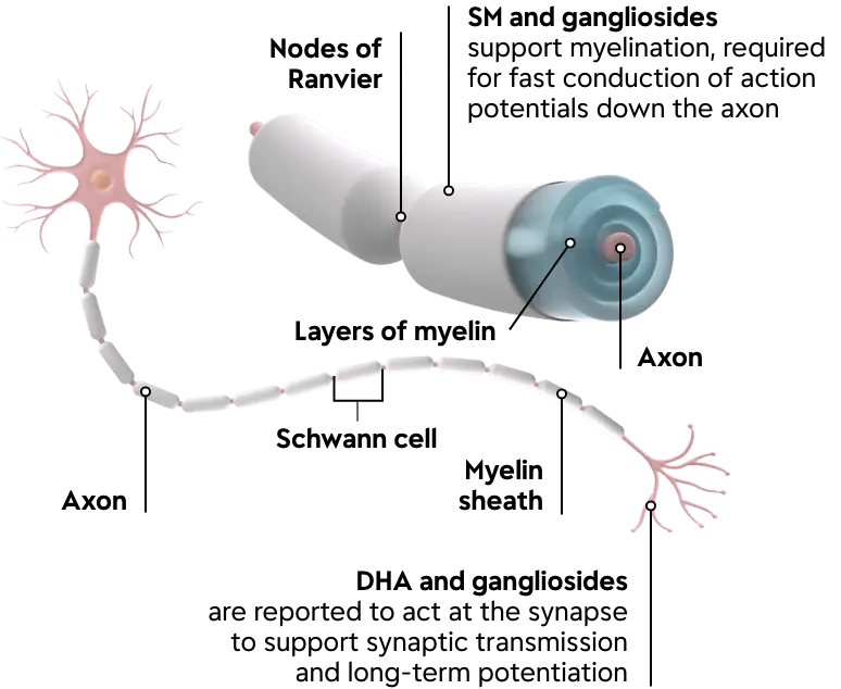 MFGM Clinical Studies and Benefits Mead Johnson HCP