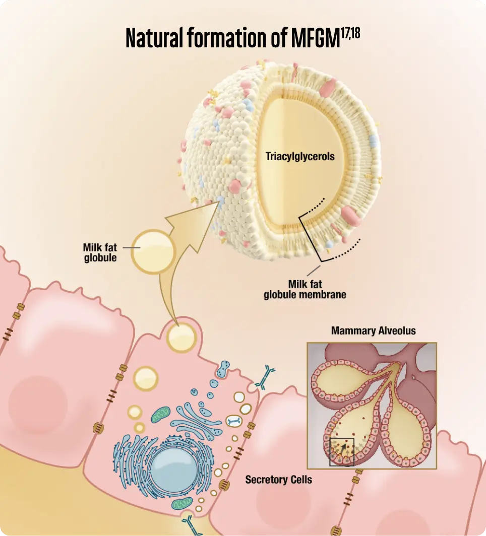 MFGM Clinical Studies and Benefits Mead Johnson HCP